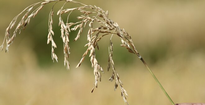 IRRI Launches New IRG Collection to Accelerate Linking Trait Discovery with Breeding