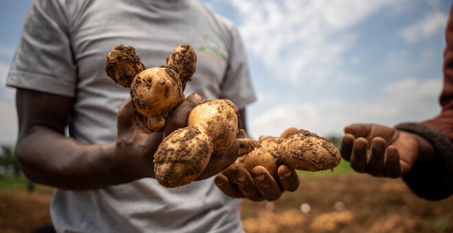 How Wild Potato Genes Can Help East African Farmers Beat the ‘Chemical Tax’