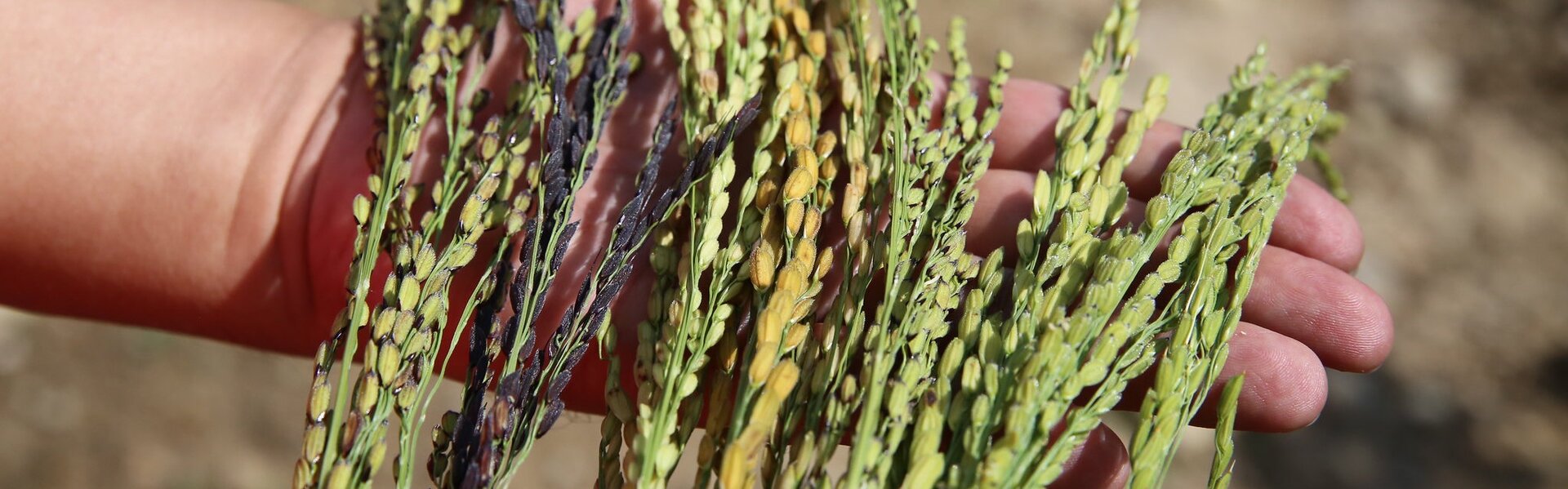 hand holding rice varieties in Nepal