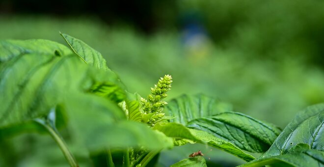 Five Ways Crop Diversity Delivered in 2025