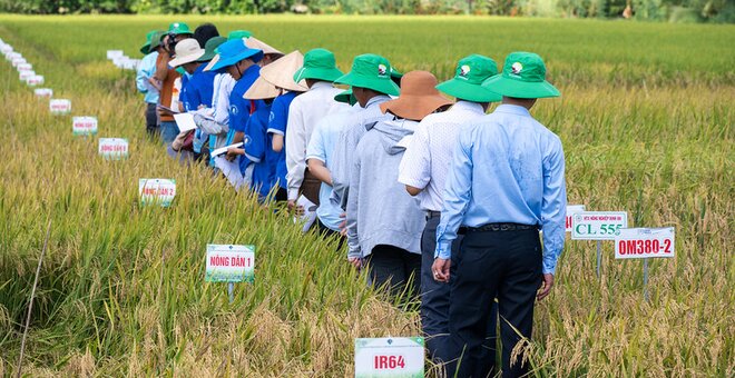 Vietnam’s Seed Clubs Fed a Nation. Now They Face New Barriers