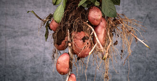 The Genetic Memory of the Potato: How Andean Diversity Shapes New Varieties for East African Farms