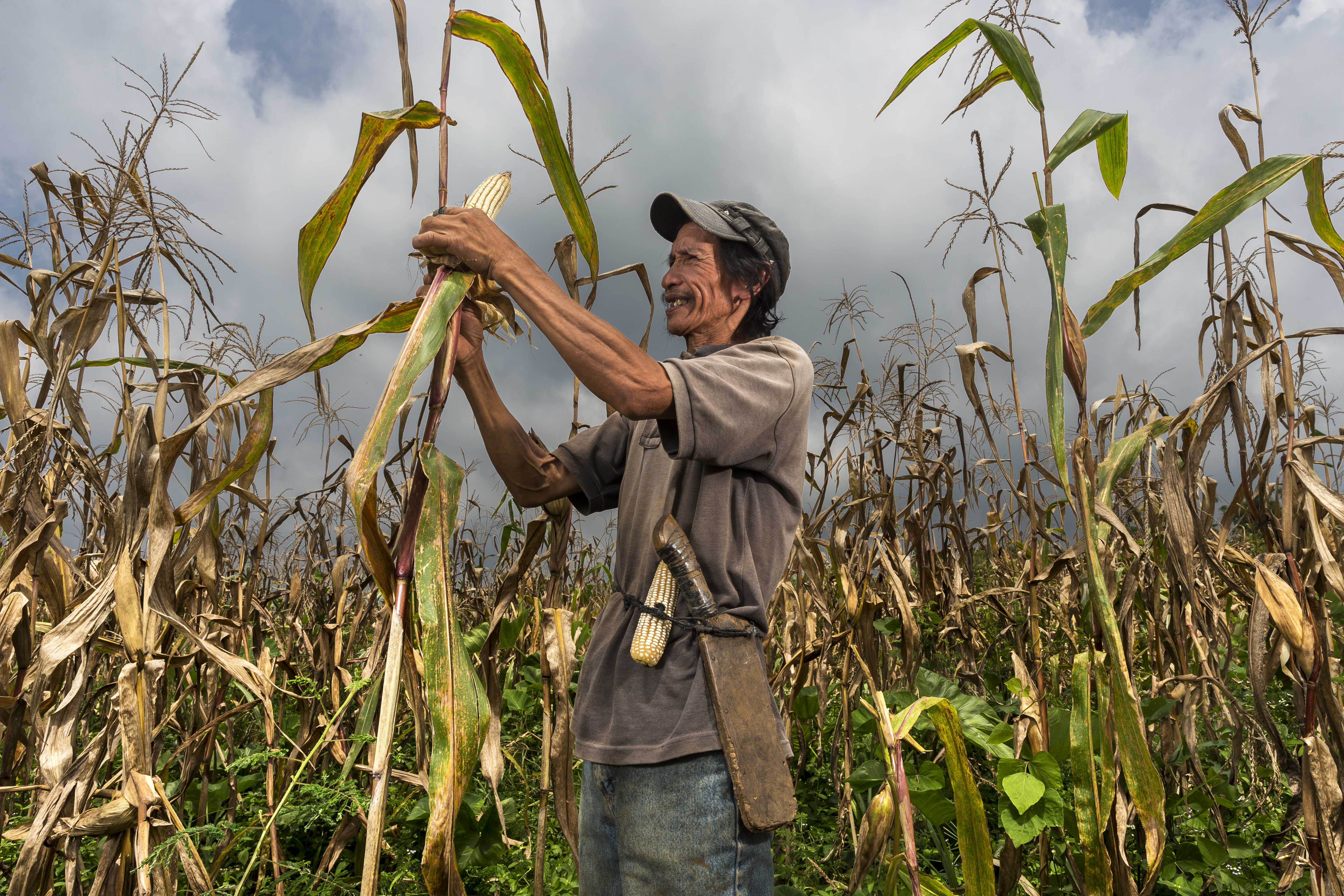 Farmer tending to maize fields in the Philippines.
