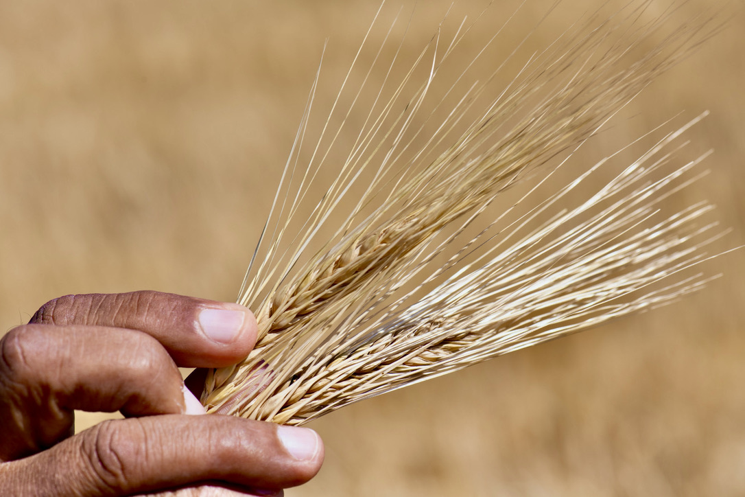 Hand holding dry barley