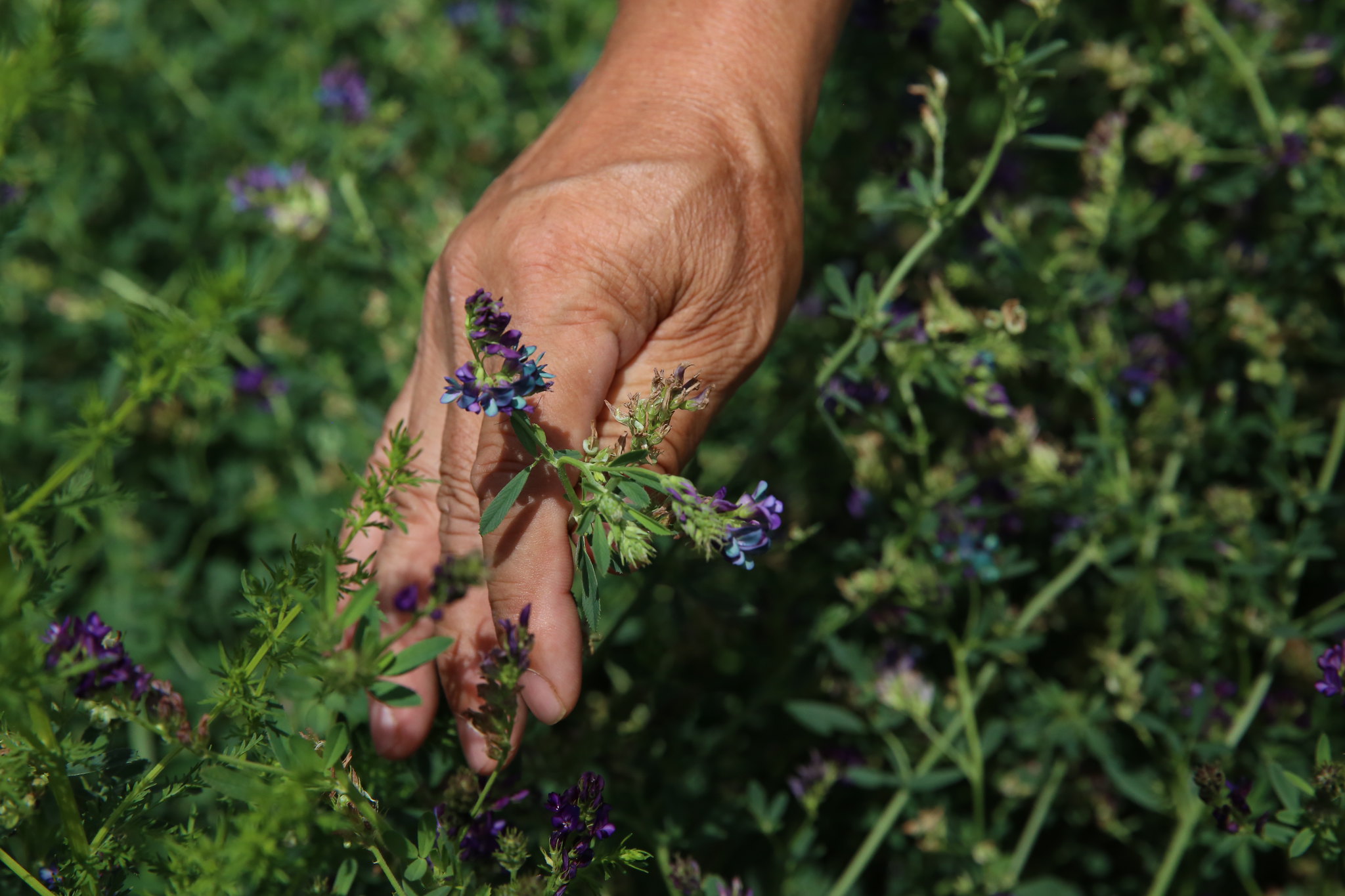 Applied Plant Conservation
