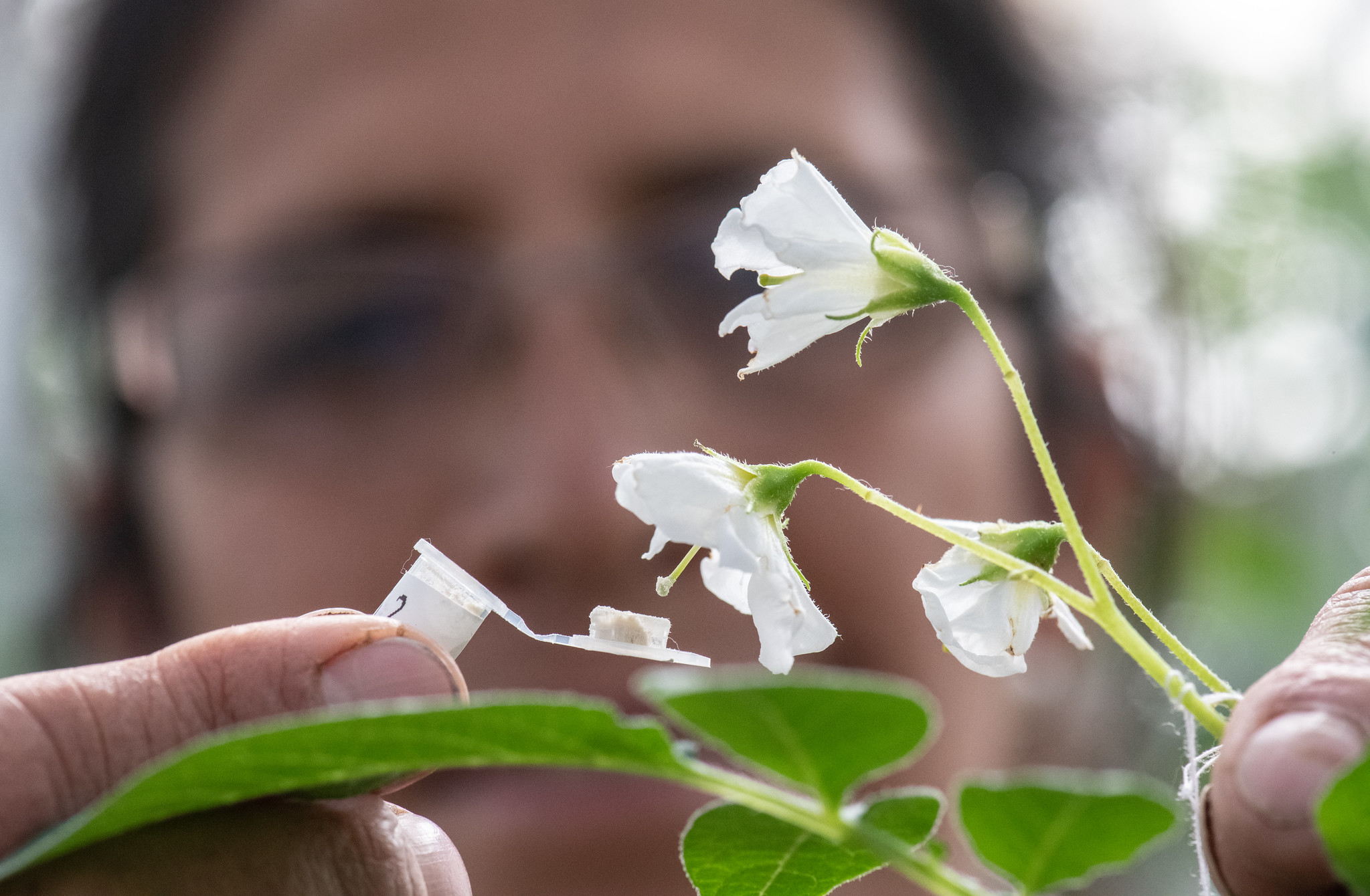 CGIAR Genebank Courses