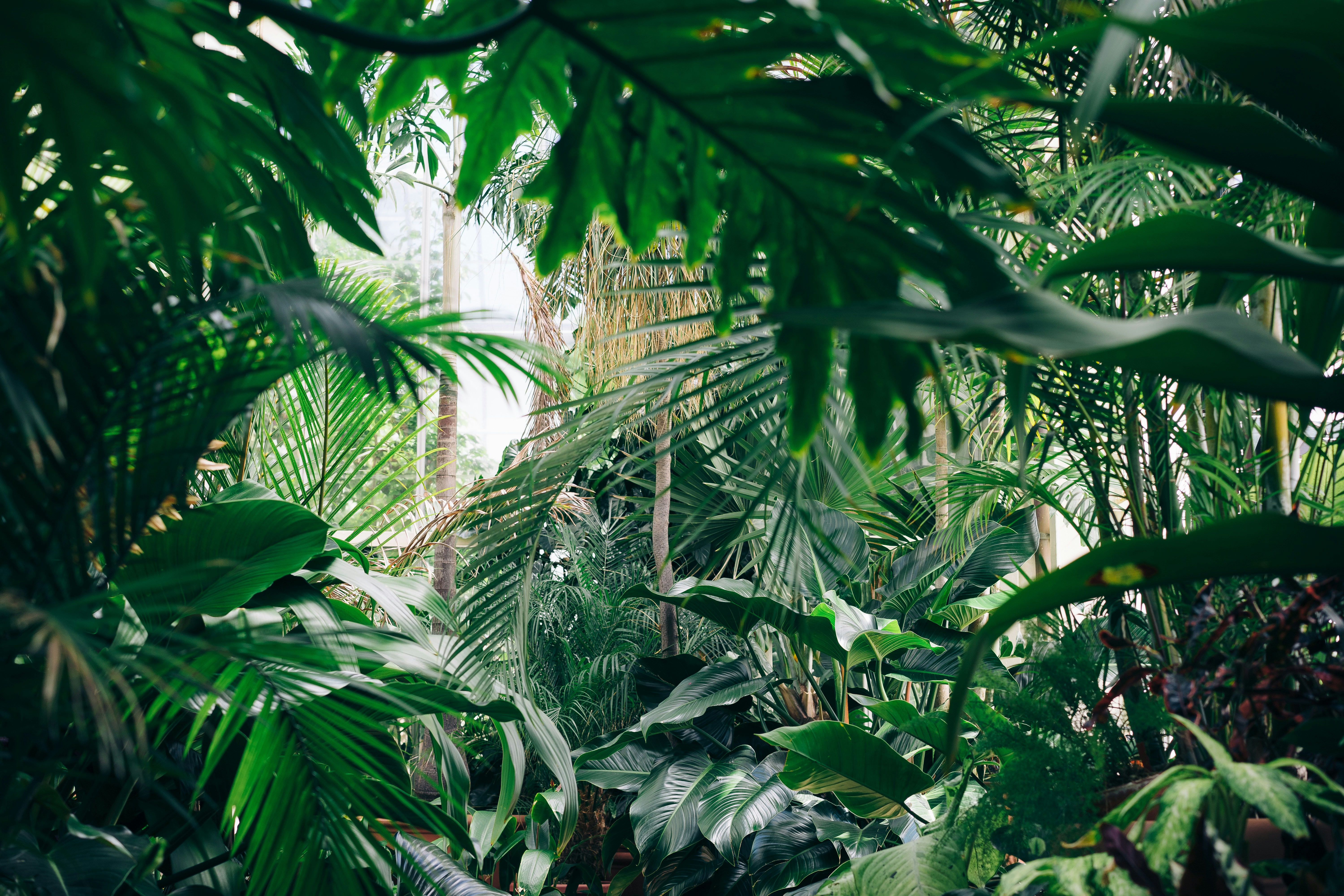 Plant Collection Policy Overview